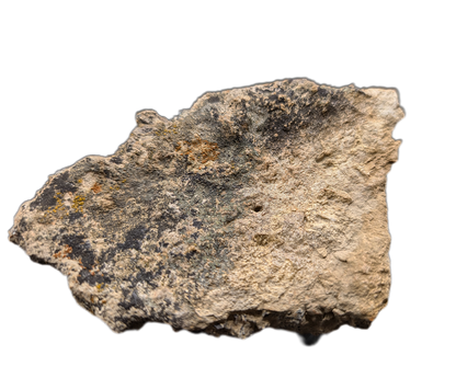 Triceratops Epijugal (Cheek Horn)