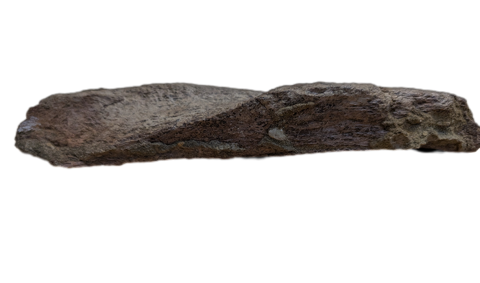 Triceratops Frill Edge Section