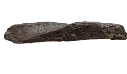 Triceratops Frill Edge Section