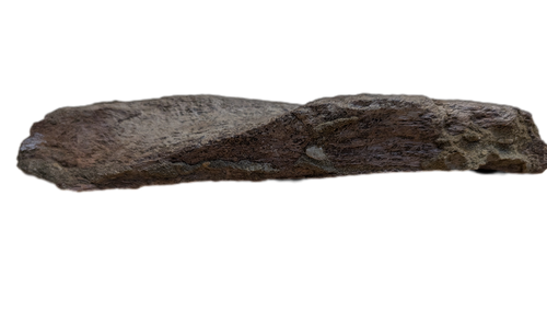 Triceratops Frill Edge Section