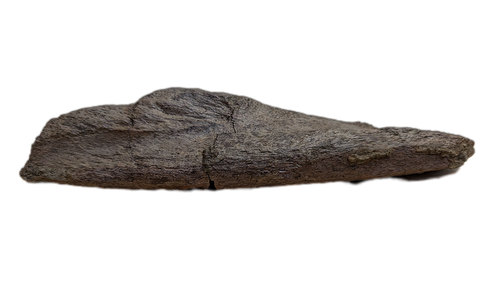 Triceratops Frill Edge Section