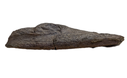 Triceratops Frill Edge Section
