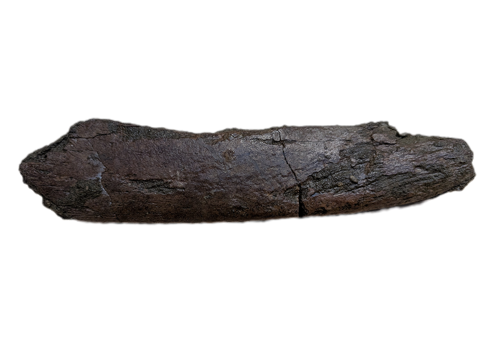 Triceratops Frill Edge Section