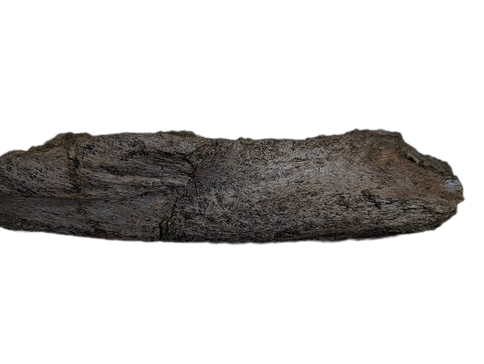 Triceratops Frill Edge Section