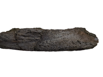 Triceratops Frill Edge Section