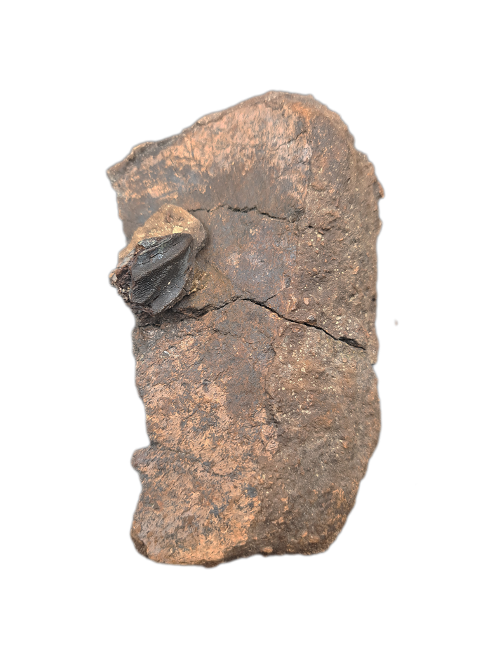Triceratops Frill Section with Triceratops Tooth