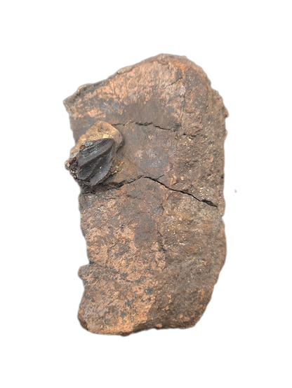 Triceratops Frill Section with Triceratops Tooth