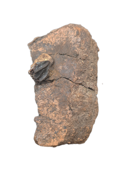 Triceratops Frill Section with Triceratops Tooth
