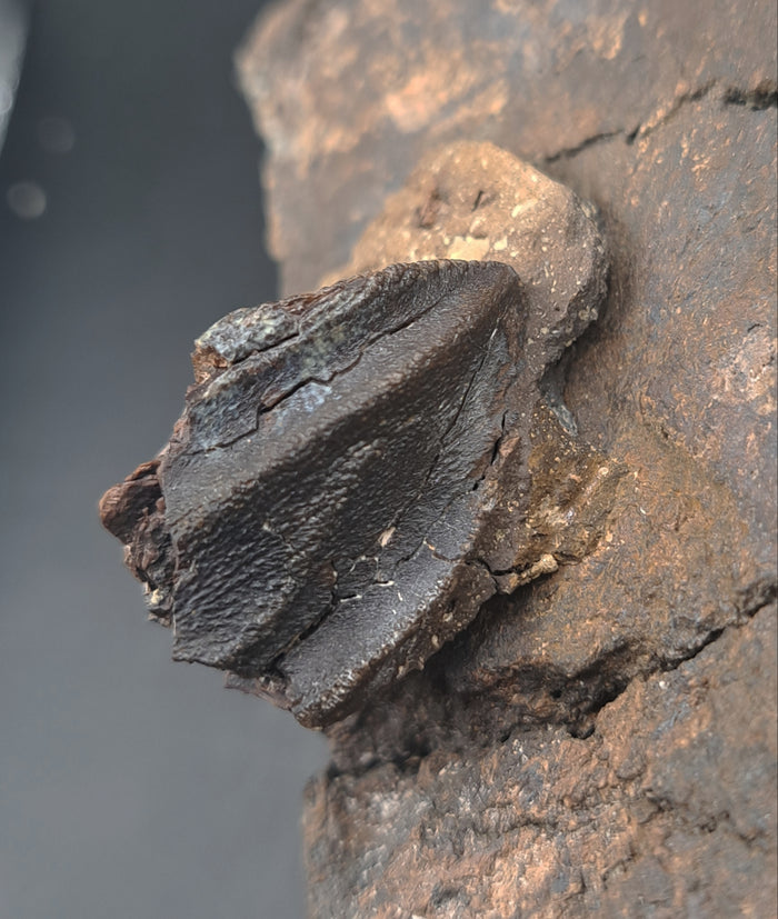 Triceratops Frill Section with Triceratops Tooth