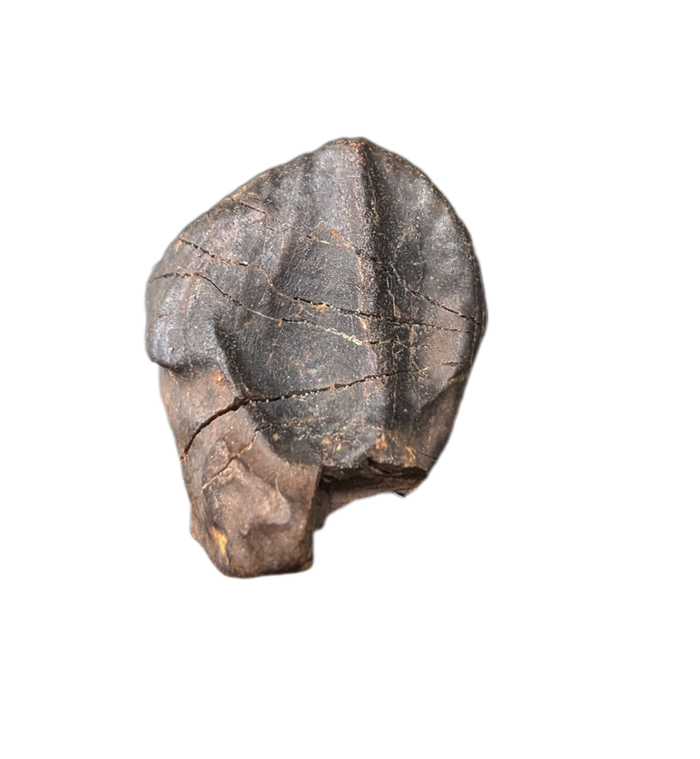 Triceratops Tooth