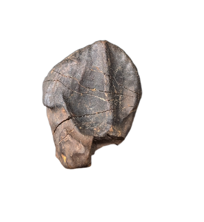 Triceratops Tooth