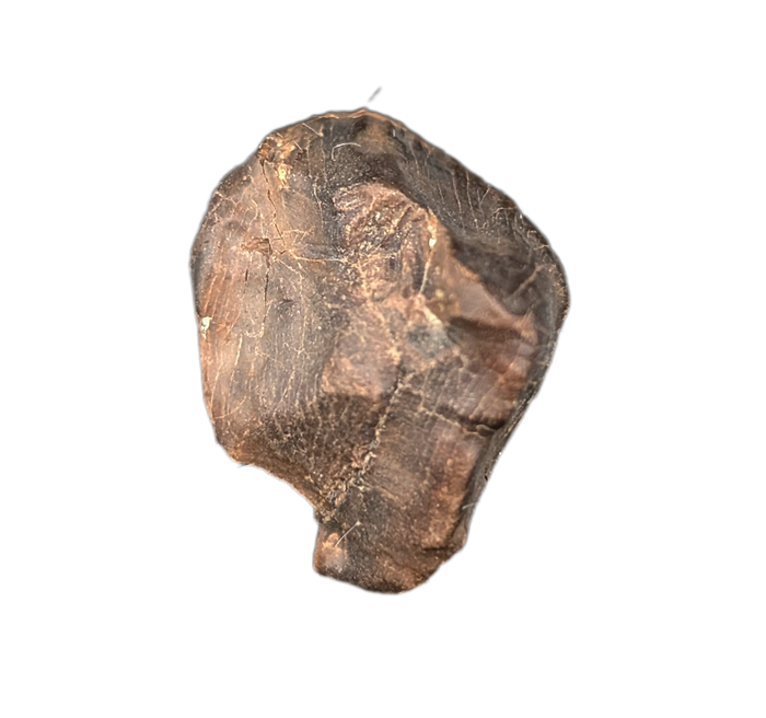 Triceratops Tooth