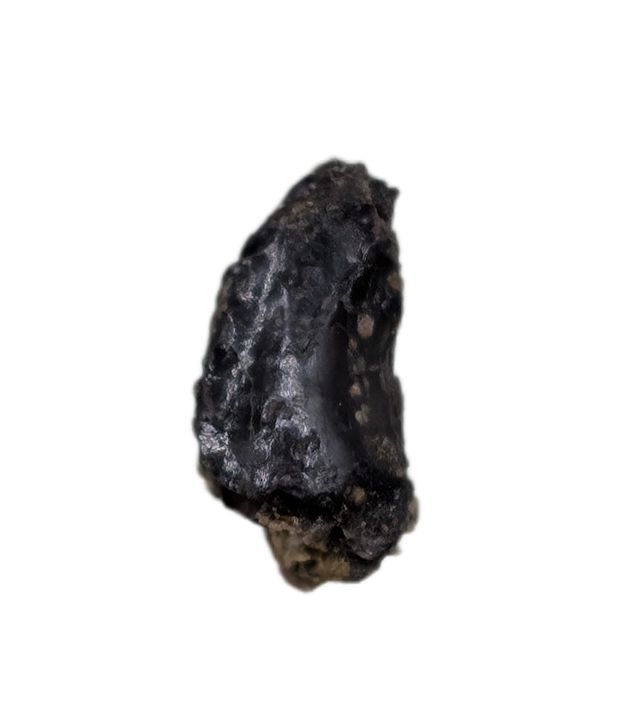 Troodon Tooth, Two Medicine Formation.