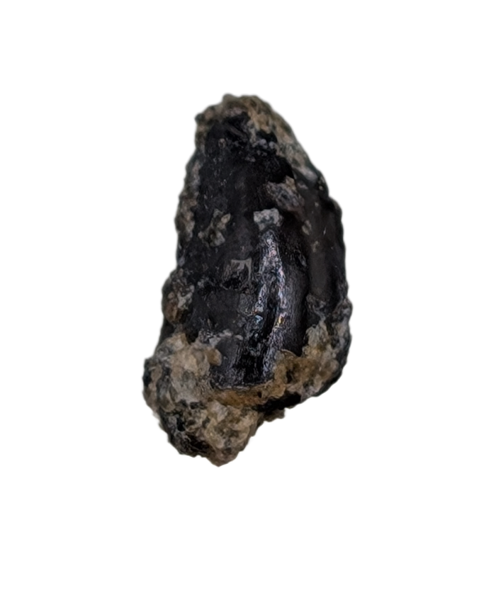 Troodon Tooth, Two Medicine Formation.