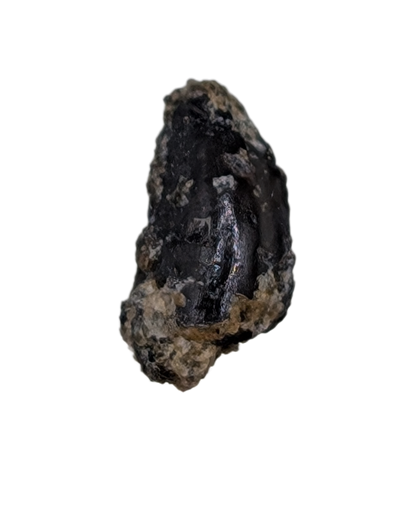 Troodon Tooth, Two Medicine Formation.