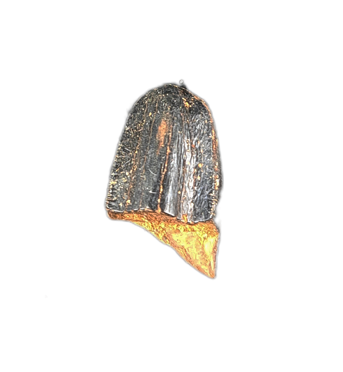 Tyrannosaur Pre Max Tooth, Judith River  Formation.
