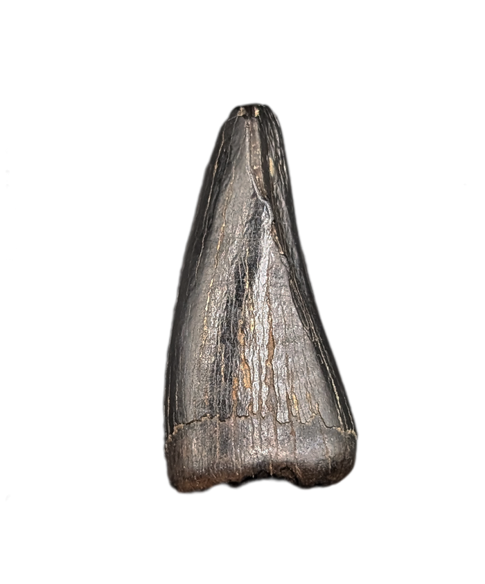 Tyrannosaur Pre-Max Tooth, Judith River Formation