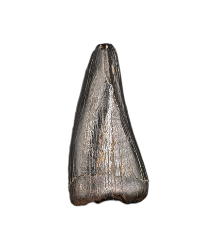 Tyrannosaur Pre-Max Tooth, Judith River Formation