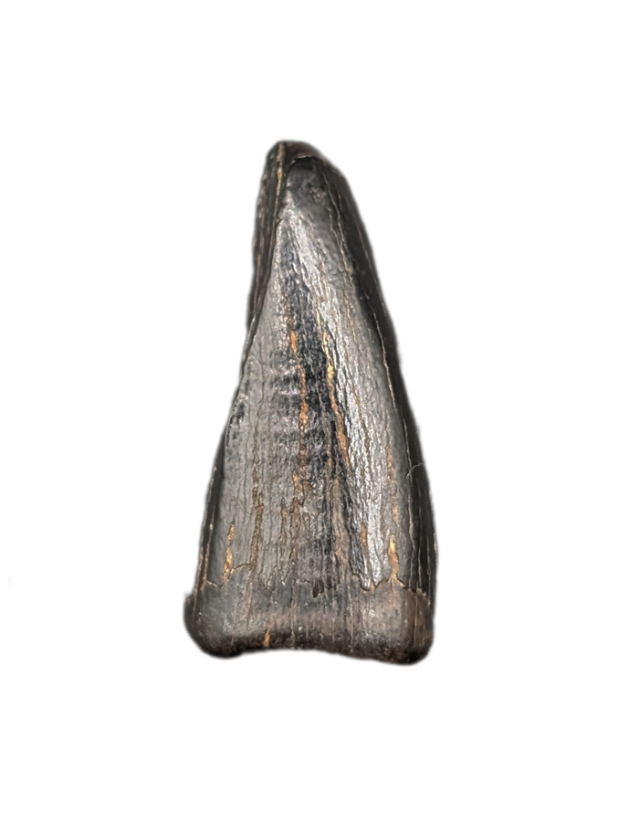 Tyrannosaur Pre-Max Tooth, Judith River Formation