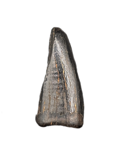 Tyrannosaur Pre-Max Tooth, Judith River Formation