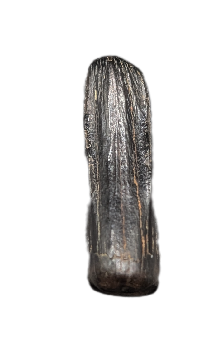Tyrannosaur Pre-Max Tooth, Judith River Formation
