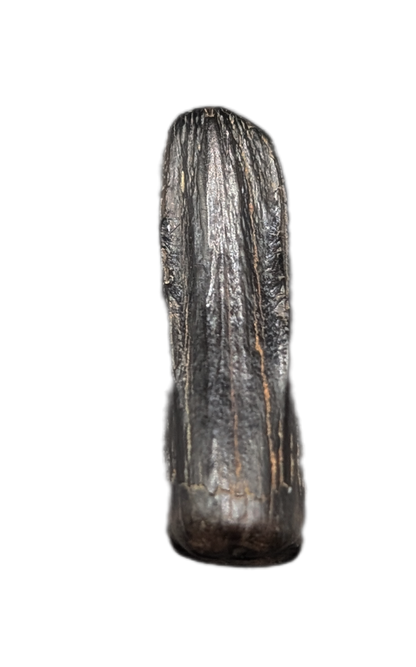 Tyrannosaur Pre-Max Tooth, Judith River Formation