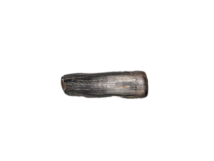 Tyrannosaur Pre-Max Tooth, Judith River Formation