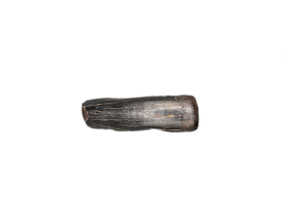 Tyrannosaur Pre-Max Tooth, Judith River Formation