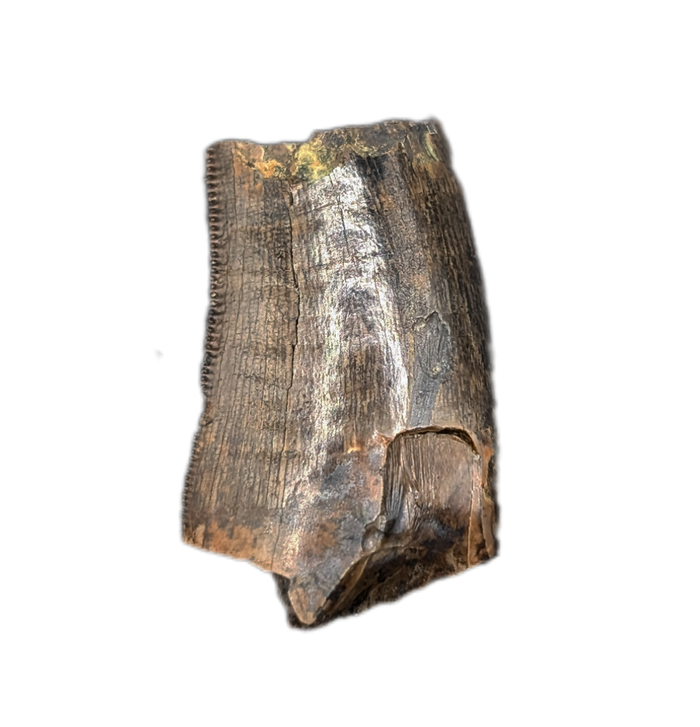 Tyrannosaur Tooth, Judith River Formation