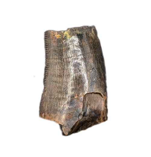 Tyrannosaur Tooth, Judith River Formation