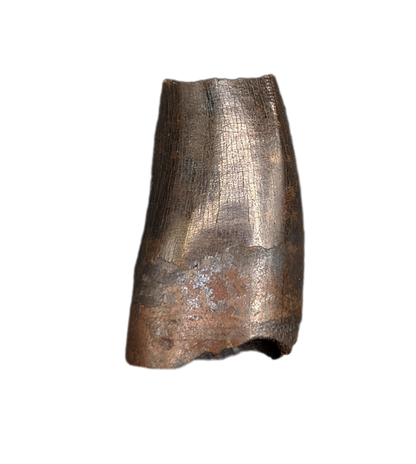 Tyrannosaur Tooth, Judith River Formation