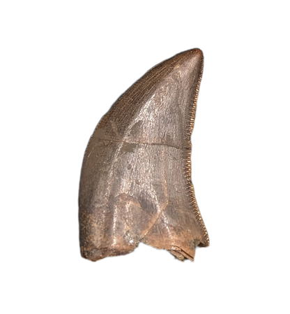 Tyrannosaur Tooth, Judith River Formation