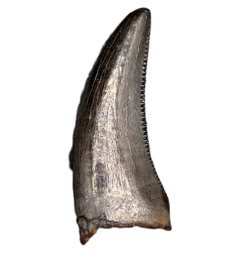 Tyrannosaur Tooth, Judith River Formation
