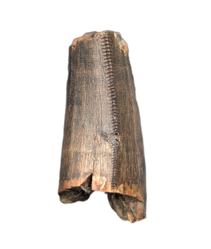 Tyrannosaur Tooth, Judith River Formation