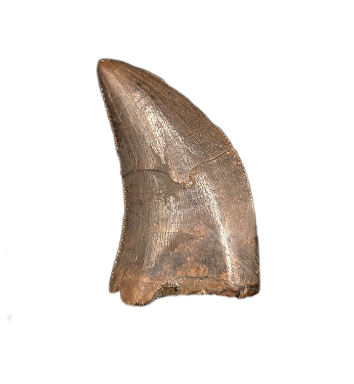 Tyrannosaur Tooth, Judith River Formation
