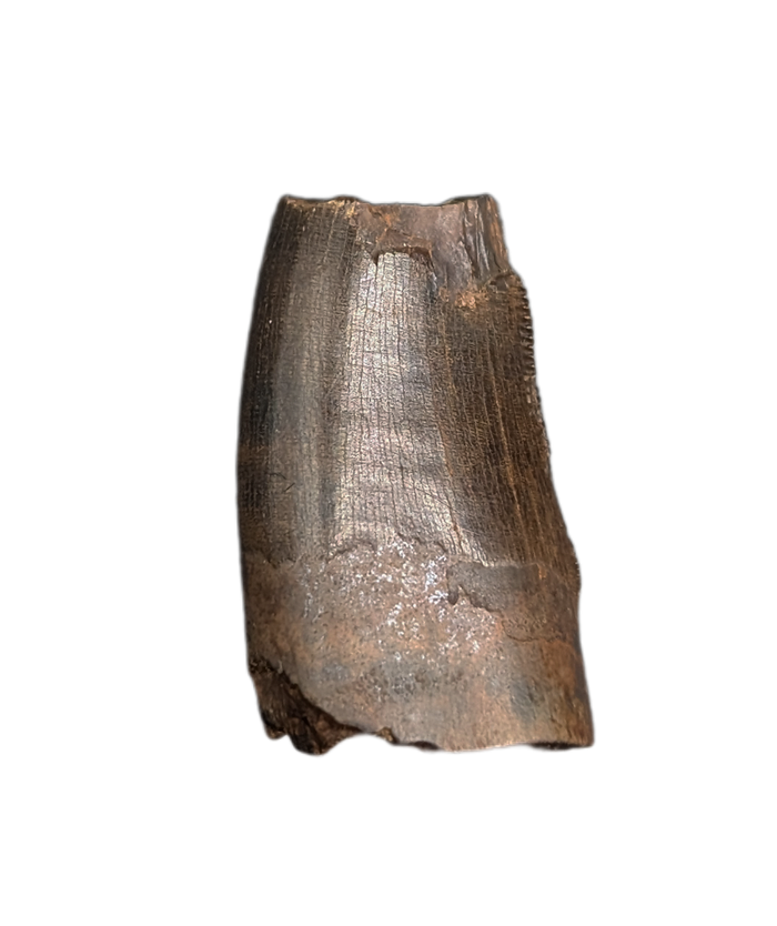 Tyrannosaur Tooth, Judith River Formation