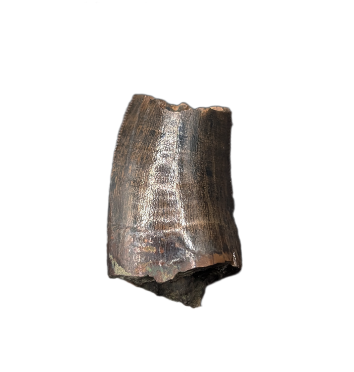Tyrannosaur Tooth, Judith River Formation
