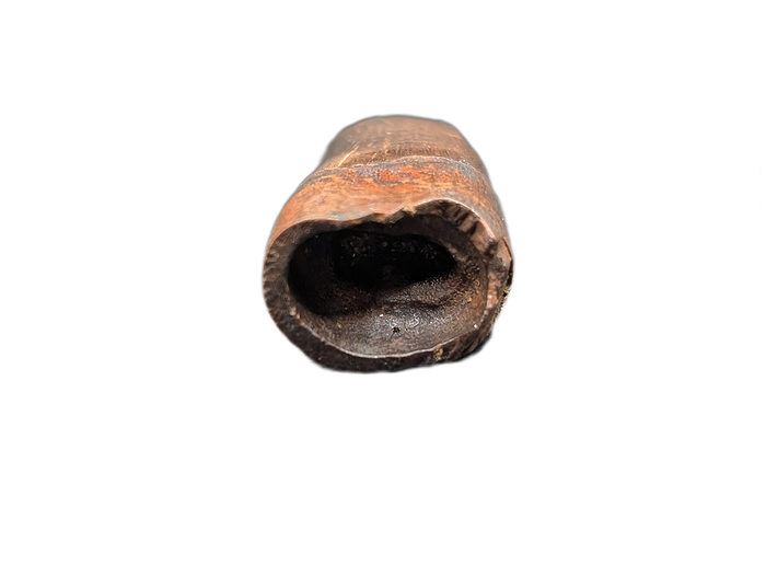 Tyrannosaur Tooth, Judith River Formation