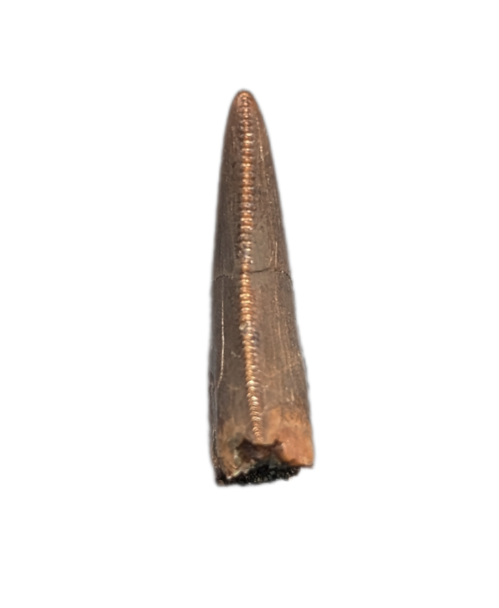 Tyrannosaur Tooth, Judith River Formation
