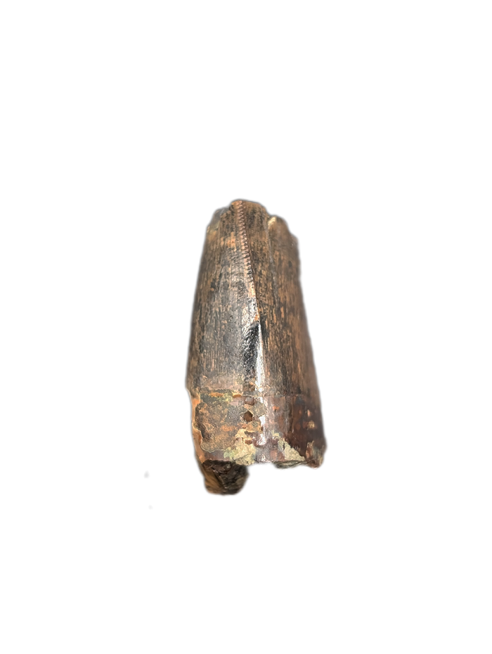 Tyrannosaur Tooth, Judith River Formation