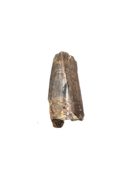 Tyrannosaur Tooth, Judith River Formation