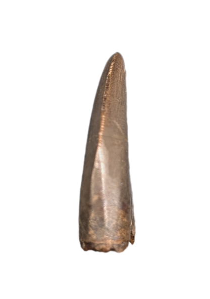 Tyrannosaur Tooth, Judith River Formation