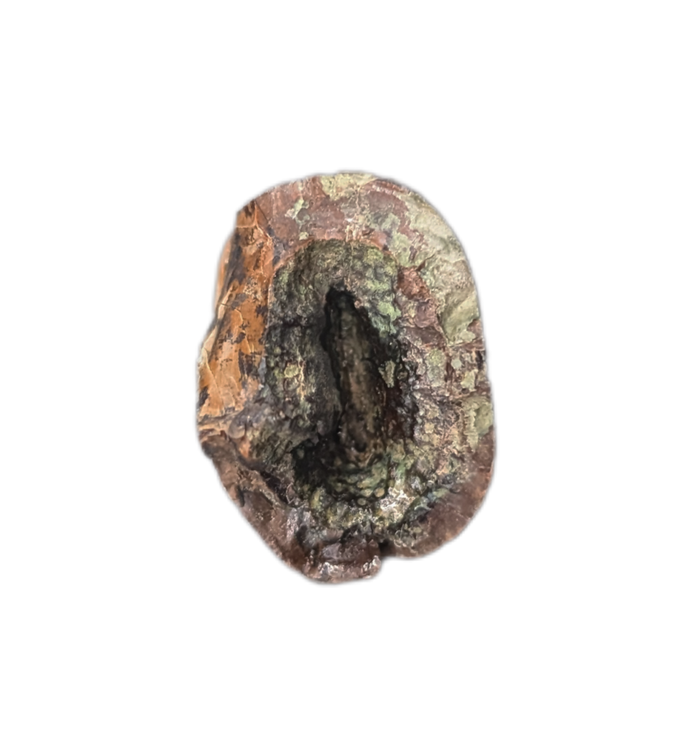 Tyrannosaur Tooth, Judith River Formation