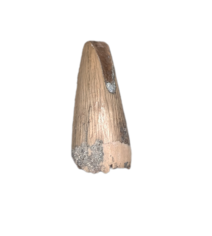Unknown Archosaur Tooth (Crocodylomorph?) Chinle Formation