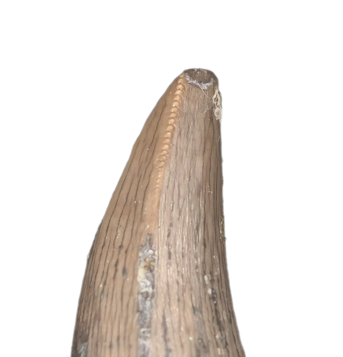 Unknown Archosaur Tooth (Crocodylomorph?) Chinle Formation