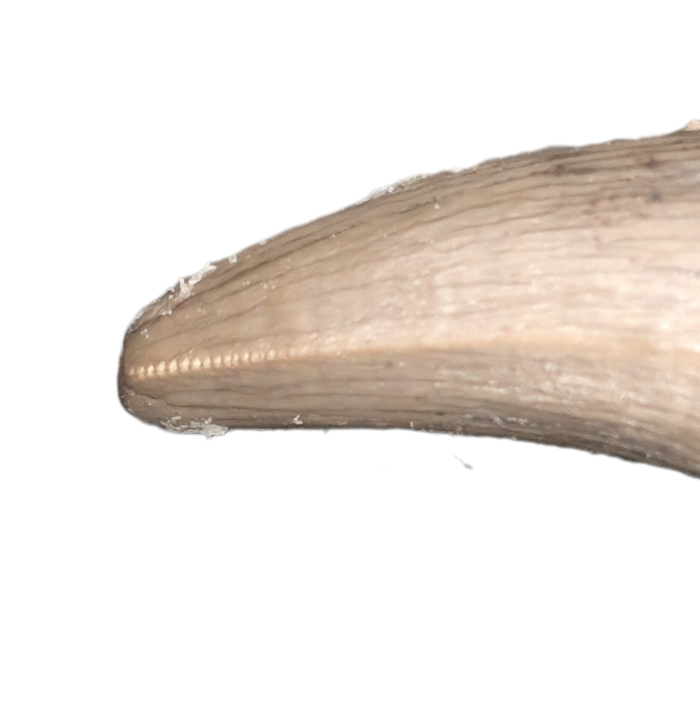 Unknown Archosaur Tooth (Crocodylomorph?) Chinle Formation