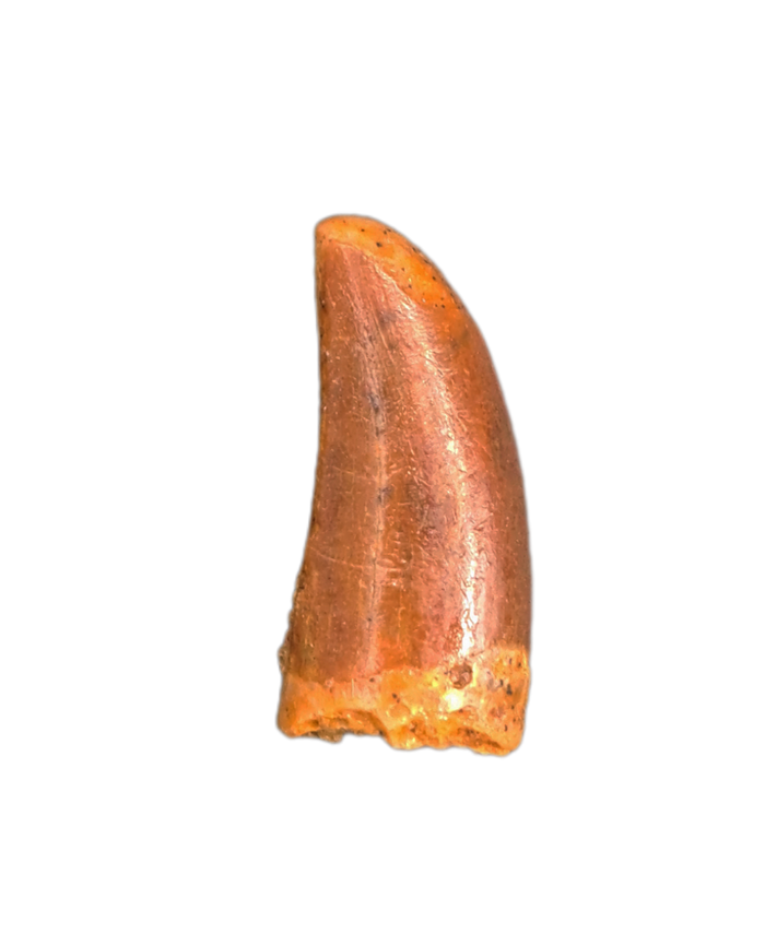 Unusual Theropod Tooth, Kem Kem, Morocco