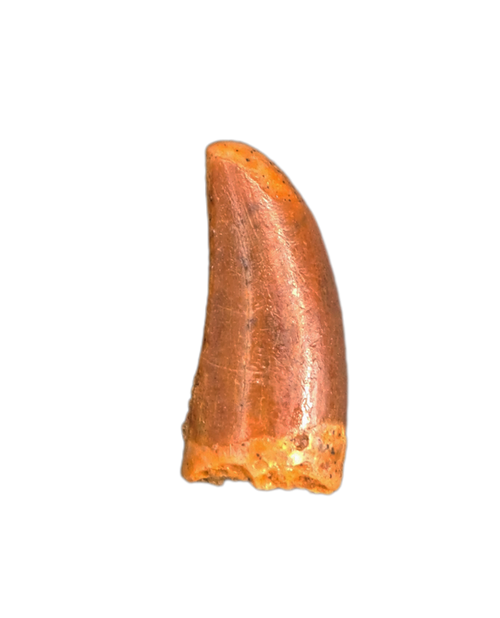 Unusual Theropod Tooth, Kem Kem, Morocco