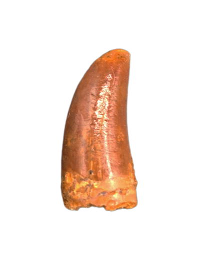 Unusual Theropod Tooth, Kem Kem, Morocco