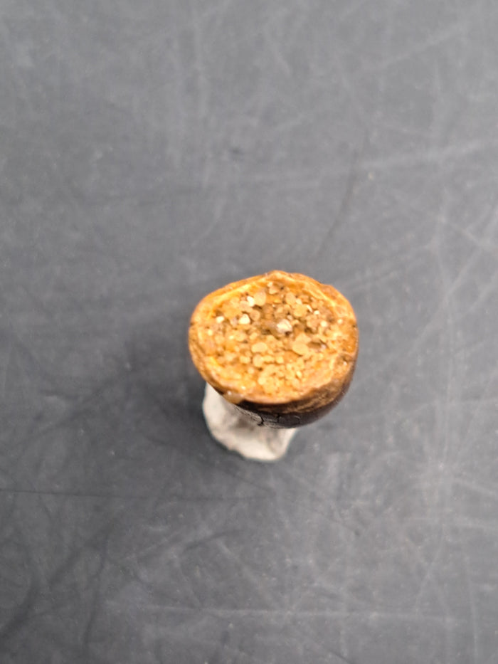 Unusual Theropod Tooth, Kem Kem, Morocco